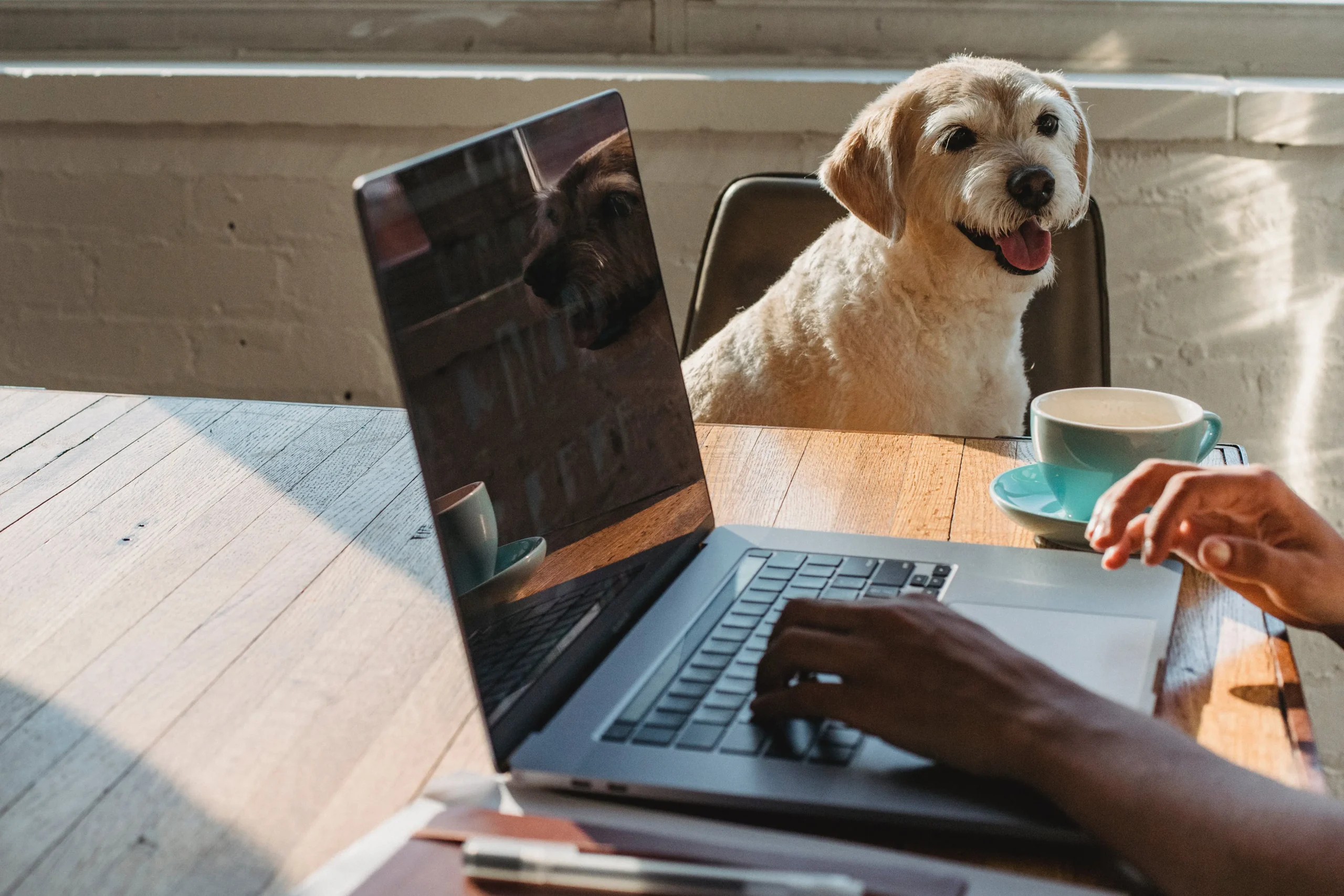 a dog sitting next to desk while the owner types on a laptop